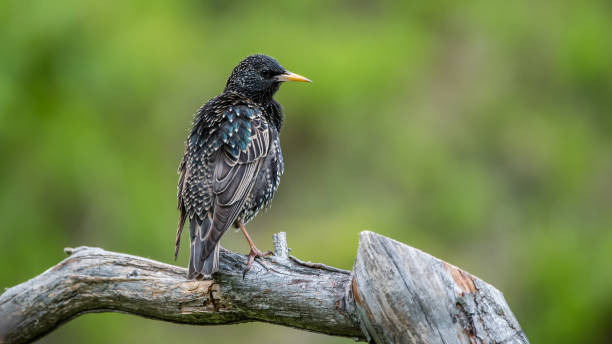 istock Showy Starling perching on the old pine branch 1152502718