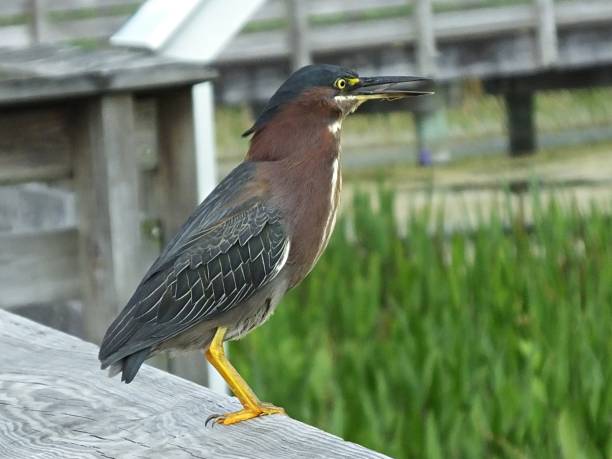 istock Green Heron (Butorides virescens) in the Florida wetlands 1152503719