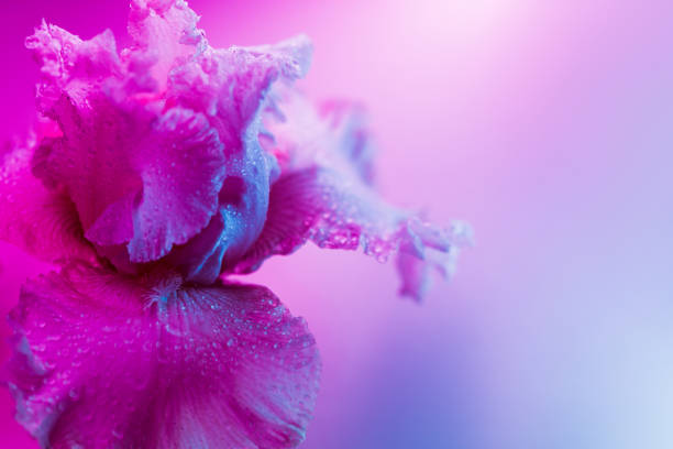 lebhaft neonfarbene iris-blumenknospe - flower purple macro bud stock-fotos und bilder