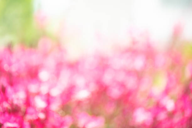 blured background of flower garden at spring time