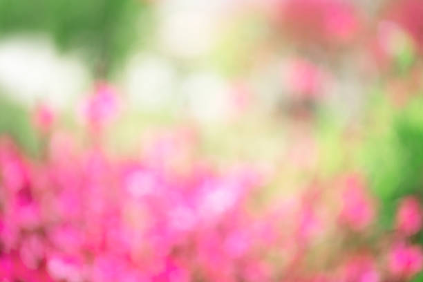 blured background of flower garden at spring time