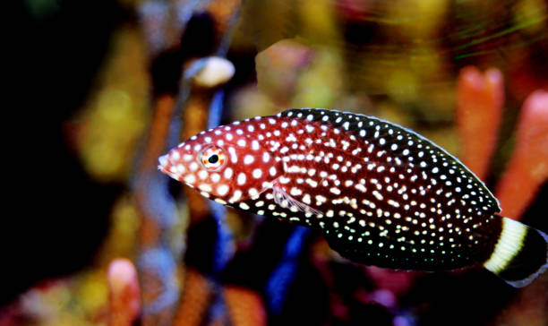 White spotted wrasse fish - Melanurus Anampses White spotted wrasse fish - Melanurus Anampses melanurus wrasse stock pictures, royalty-free photos & images