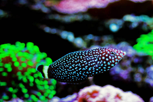 istock White spotted wrasse fish - Melanurus Anampses 1152513646