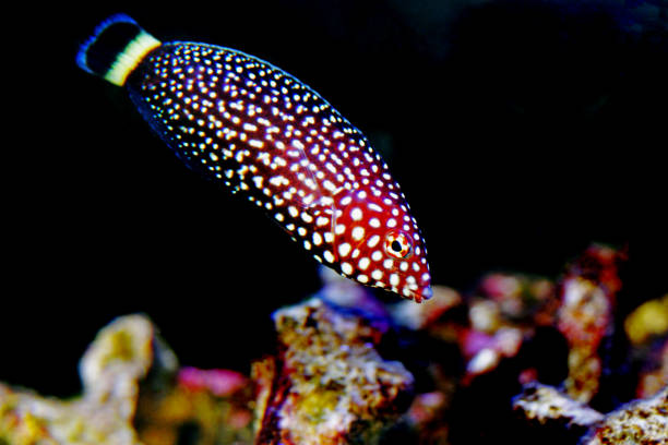 istock White spotted wrasse fish - Melanurus Anampses 1152513648