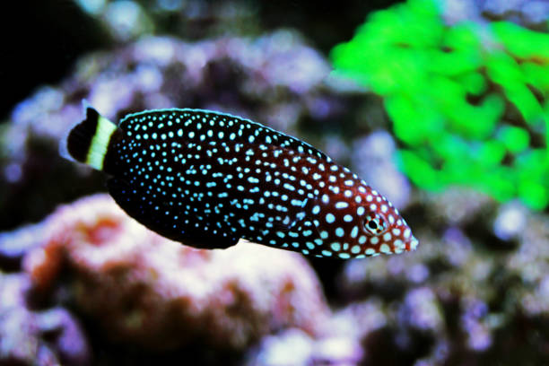 White spotted wrasse fish - Melanurus Anampses White spotted wrasse fish - Melanurus Anampses melanurus wrasse stock pictures, royalty-free photos & images