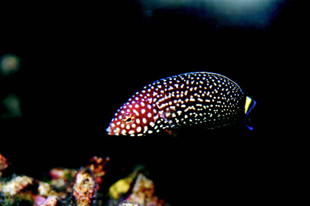 istock White spotted wrasse fish - Melanurus Anampses 1152513656