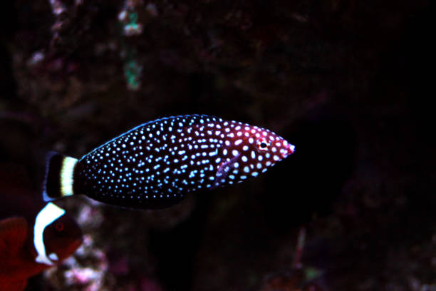 istock White spotted wrasse fish - Melanurus Anampses 1152513658