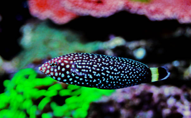 istock White spotted wrasse fish - Melanurus Anampses 1152513659