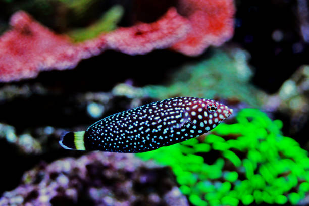 istock White spotted wrasse fish - Melanurus Anampses 1152513664