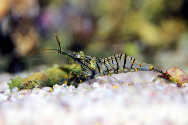 istock Mediterranean glass shrimp - Palaemon elegance 1152514368