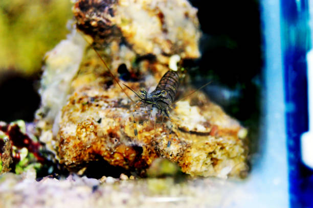 istock Mediterranean glass shrimp - Palaemon elegance 1152514378