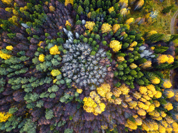 istock Autumn forest aerial drone view. 1152517065