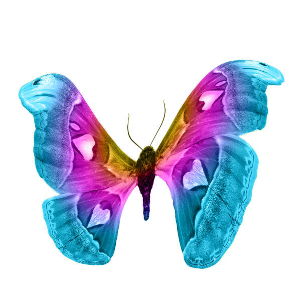 istock butterfly isolated on white background. isolated on white background 1152517140