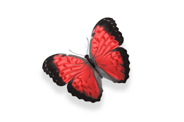 istock tropical red butterfly. isolated on white 1152517217