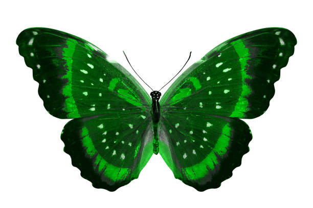 istock tropical green butterfly. isolated on white 1152517219