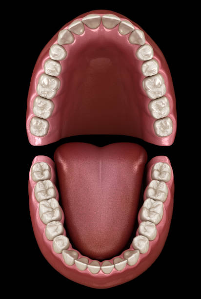 Dental anatomy - Opened Dentures. Medically accurate dental 3D illustration