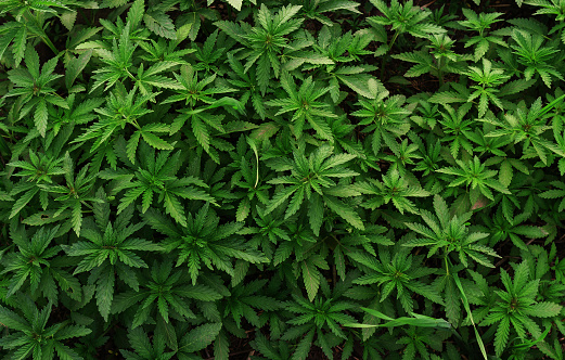 Background Of Young Shoots Of Marijuana Growing Organic Cannabis On The  Farm Wallpaper Of Marijuana Stock Photo - Download Image Now - iStock