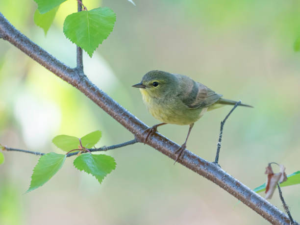 istock Orange-crowned Warbler Female 1152518433
