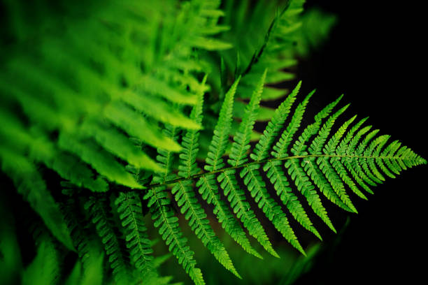 istock Bright fern leaves 1152518677