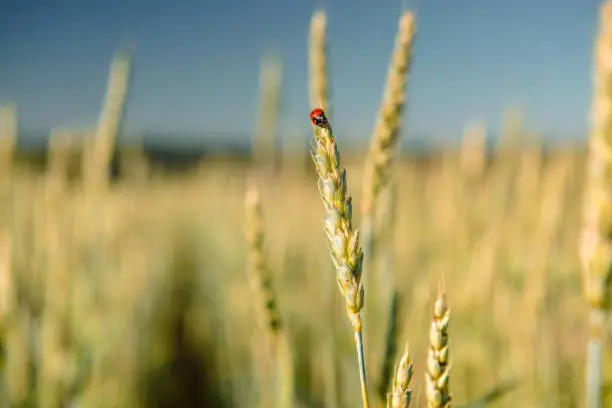 Photo of Wheat field with a ladybug and countryside scenery.