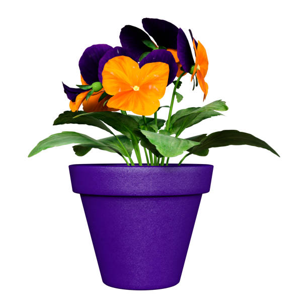 istock 3D illustration garden pansy flowers on white 1152523484