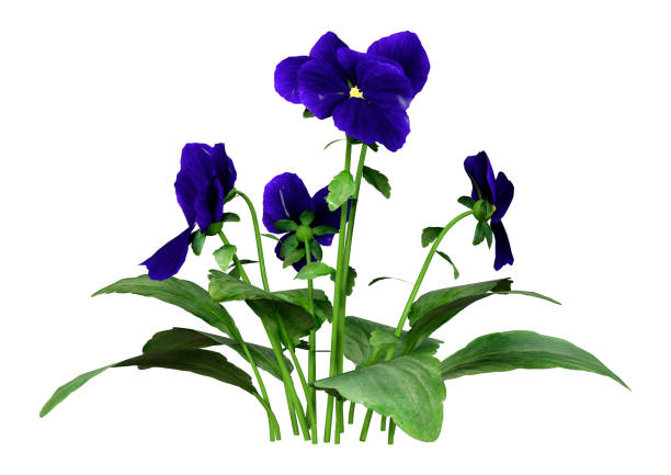 3D rendering of garden pansy flowers isolated on white background