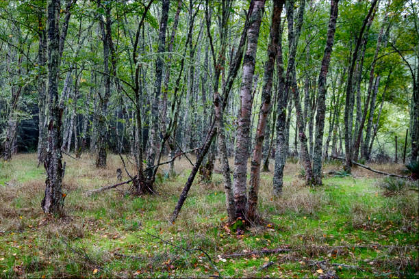istock Autumn woodland forest with light showing 1152524270