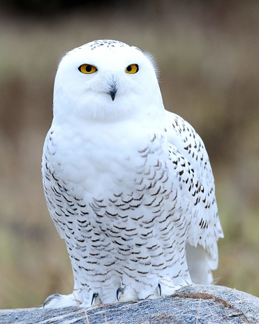 Snowy owl at the Canadian Raptor Conservancy in Vittoria Ontario Canada