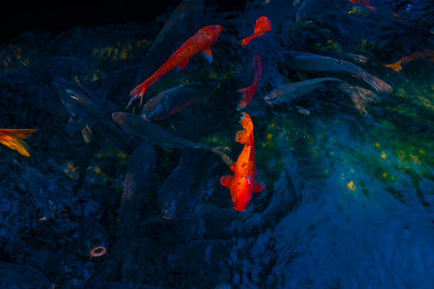 istock Swimming carp in the pond 1152530140