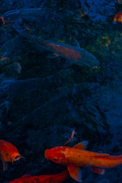istock Swimming carp in the pond 1152530141