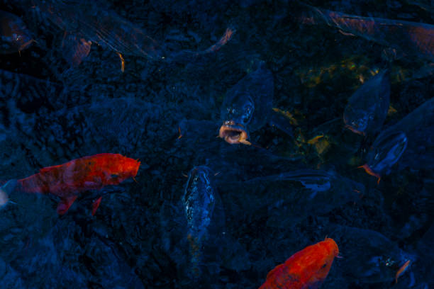 istock Swimming carp in the pond 1152530156