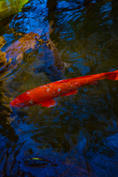 Swimming carp in the pond. Suginami district Tokyo Japan - 03.18.2019 : It s a swiiming carp in the pond in Tokyo Japan.