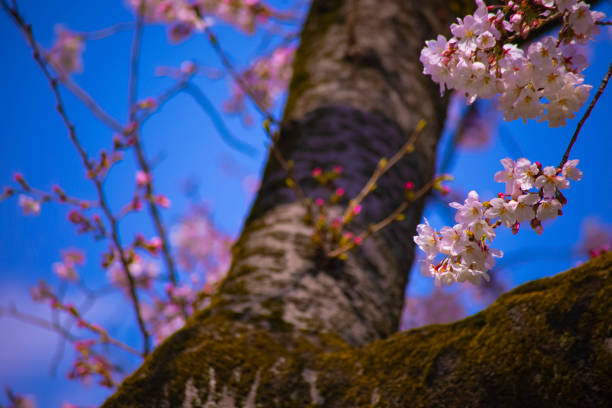 Cherry blossom at the park handheld closeup.