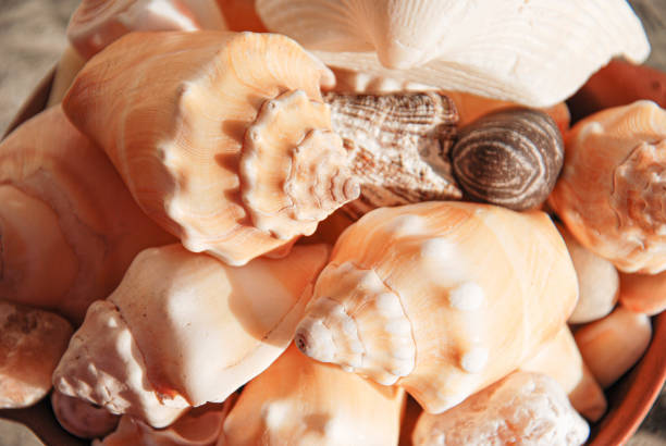 Snails and sea shells Shells and sea snails close up desordenado stock pictures, royalty-free photos & images