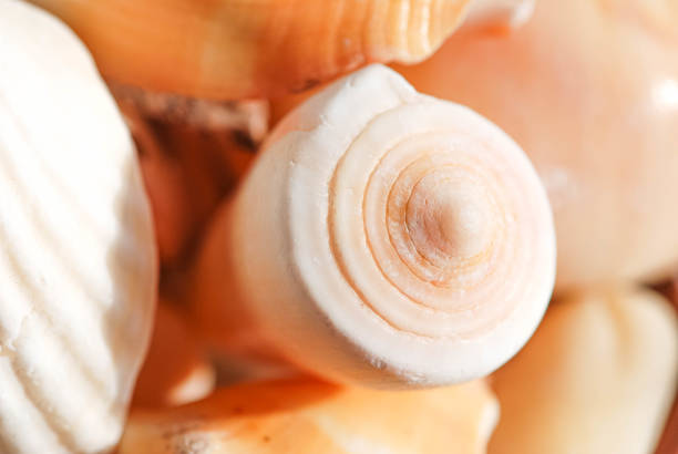 Sea snail Close up top of sea conch on shells. desordenado stock pictures, royalty-free photos & images