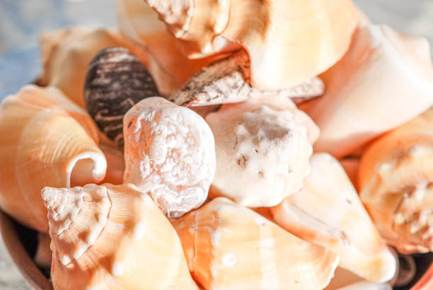 Sea snails and clams Close up of snails and different dried sea shells. desordenado stock pictures, royalty-free photos & images