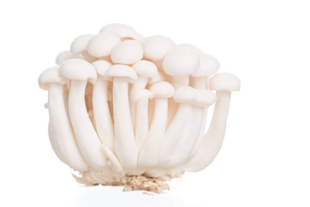 istock White beech mushrooms or Shimeji mushroom on white background 1152531249
