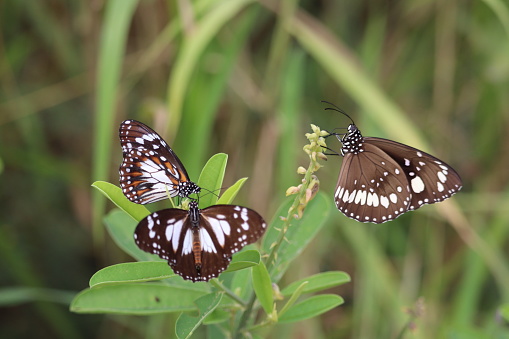 Focus on group of butterflies on wildflower