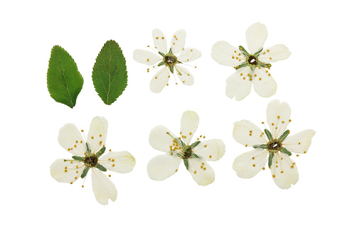 Pressed and dried plum flowers. Isolated on white background. For use in scrapbooking, pressed floristry or herbarium.