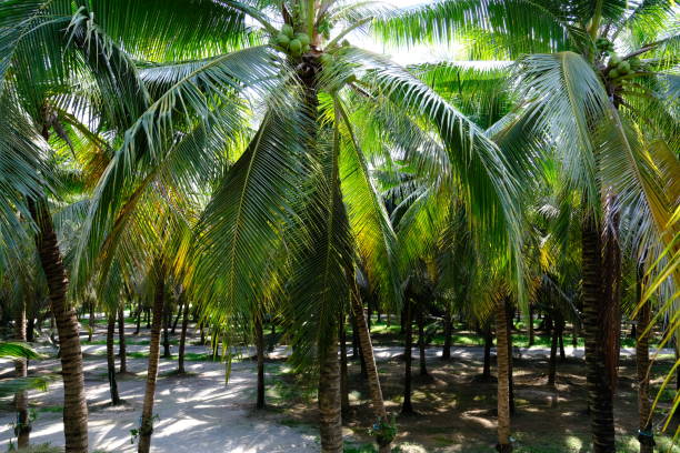 istock Organic Coconut Garden in Thailand 1152533532