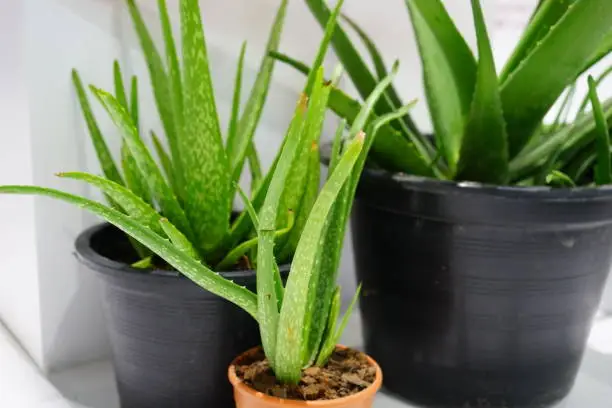 Photo of Aloe Vera Plant