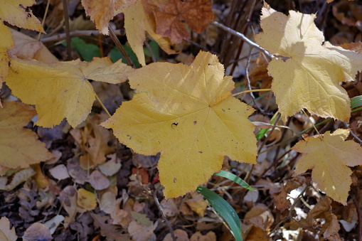 The large palm sized leaves of the Thimbleberry plant turn a bright yellow in the fall.