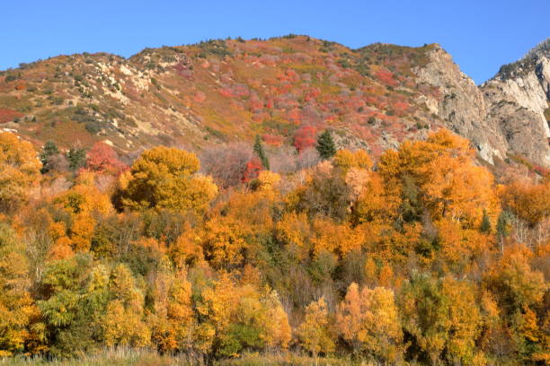 istock Wasatch Mountain foothills in Autumn 1152537149
