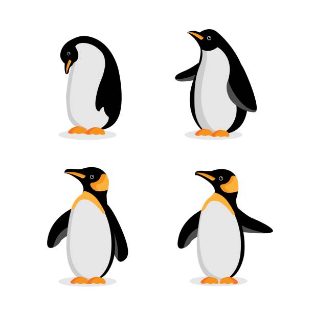 ilustraciones, imágenes clip art, dibujos animados e iconos de stock de lindo bebé pingüino dibujos animados en diferentes poses. ilustración vectorial. - pingüino