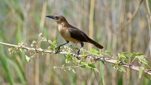 istock Boat-tailed grackle on a vine 1152540360