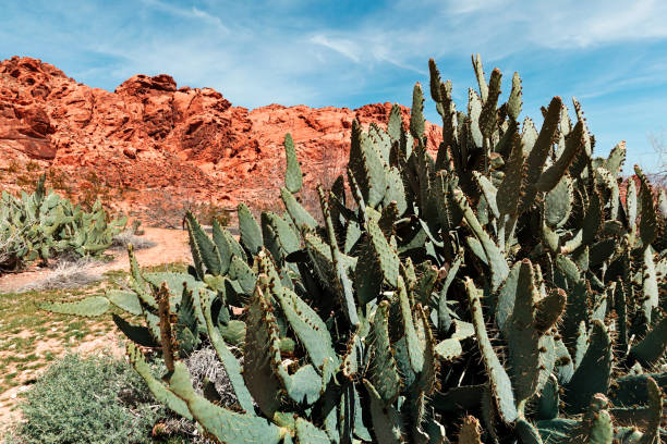Jumping Cholla Cactus  in Nevada wilderness near Las Vegas area.