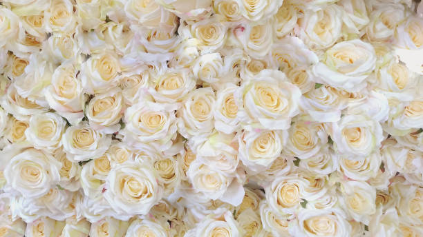 istock soft roses flower pastel, 1152542123