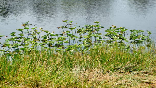 istock Vegetation in Everglades National Park 1152542154