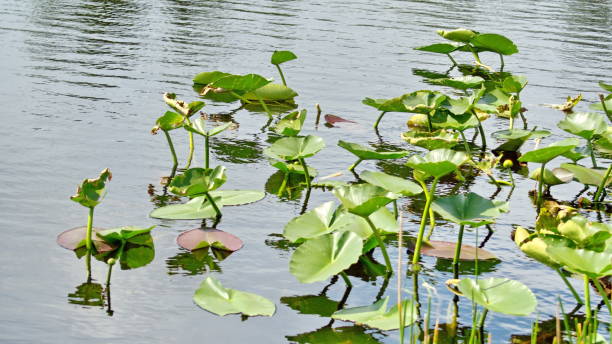 istock Spatterdock on the riverbank 1152542292