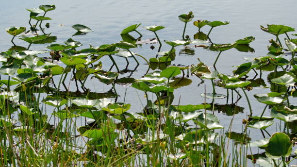 istock Spatterdock on the riverbank 1152542317